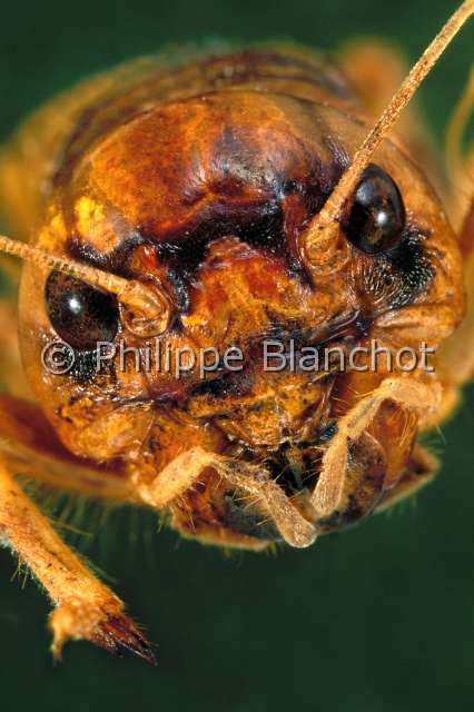 Brachytrupes megacephalus.JPG - in "Portraits d'insectes" ed. SeuilBrachytrupes megacephalusGrillon des sablesSand cricketOrthopteraGryllidaeTunisie